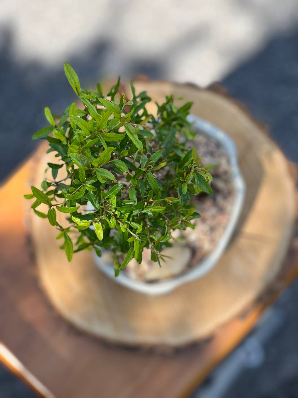 Large Pomegranate Height 14", Bonsai Ottawa Shop, buy bonsai online