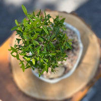 Large Pomegranate Height 14", Bonsai Ottawa Shop, buy bonsai online