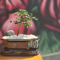 Fukien Tea