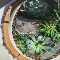 Elegant Mountain of Succulents