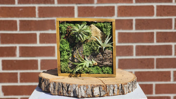 Air Plant Frame