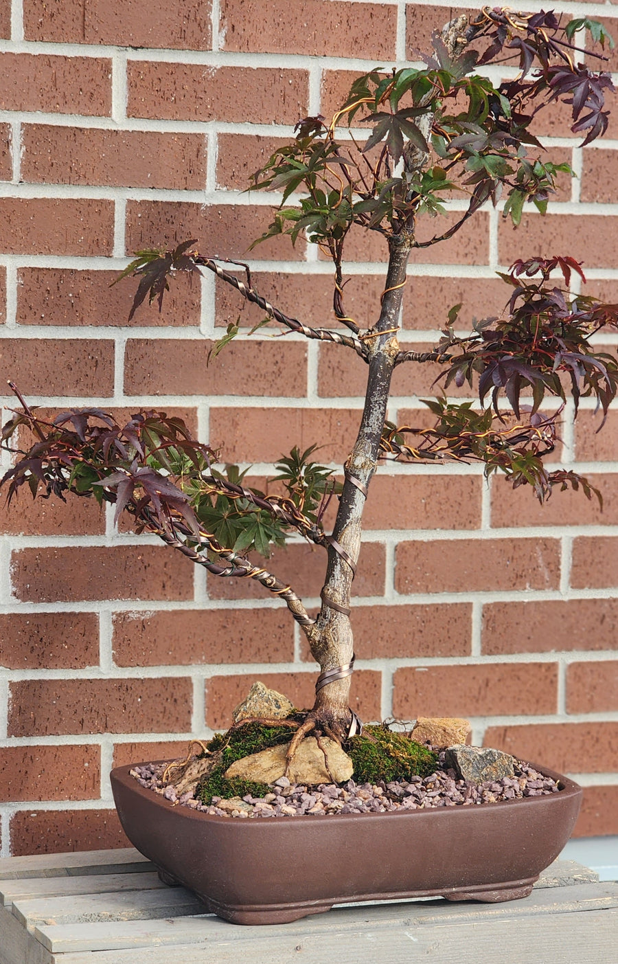 Japanese Red Maple (Acer Palmatum 'Twomblys Red Sentinel')