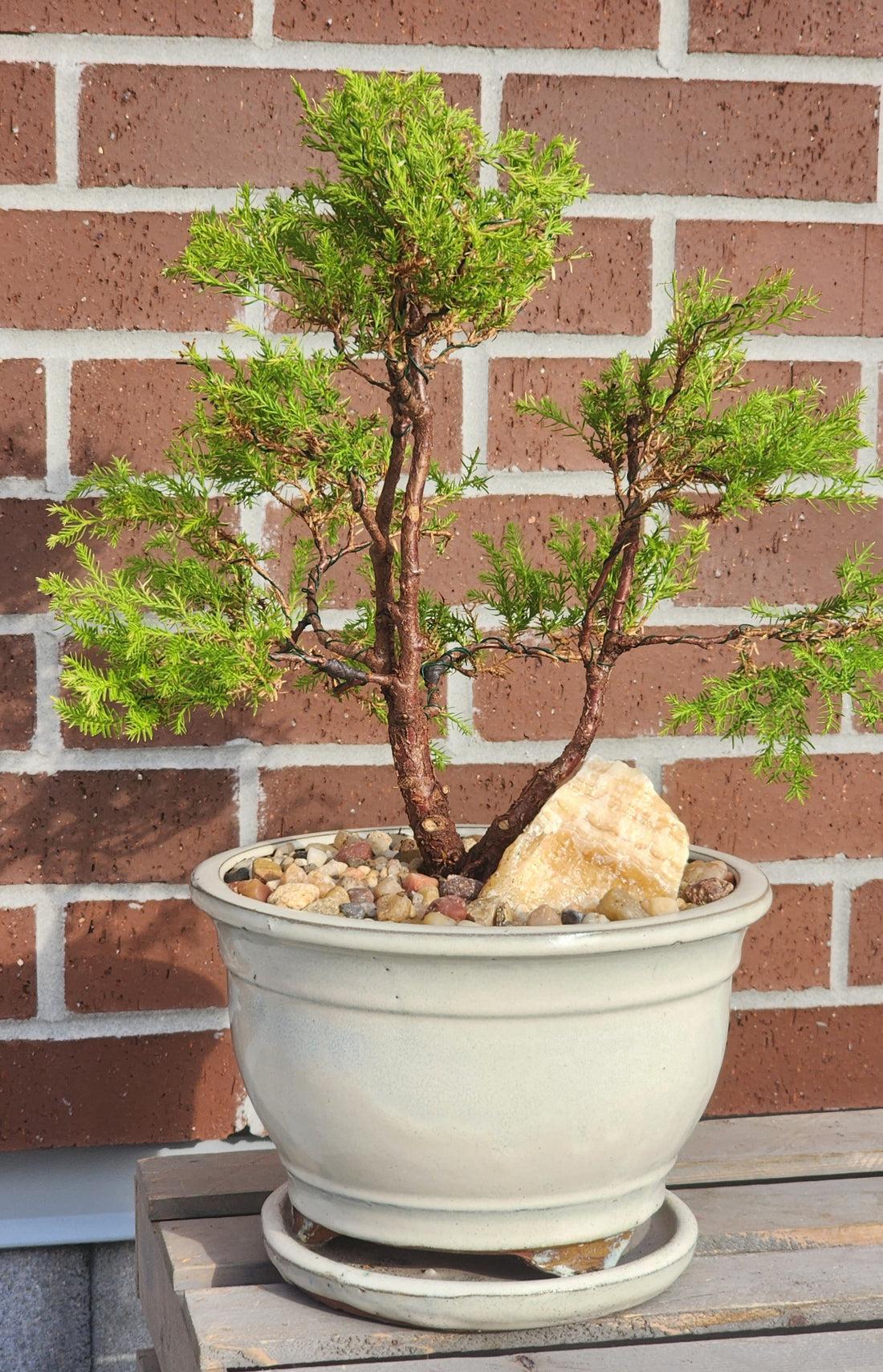 Fire Chief Cedar (Thuja Occidentalis 'Congabe')