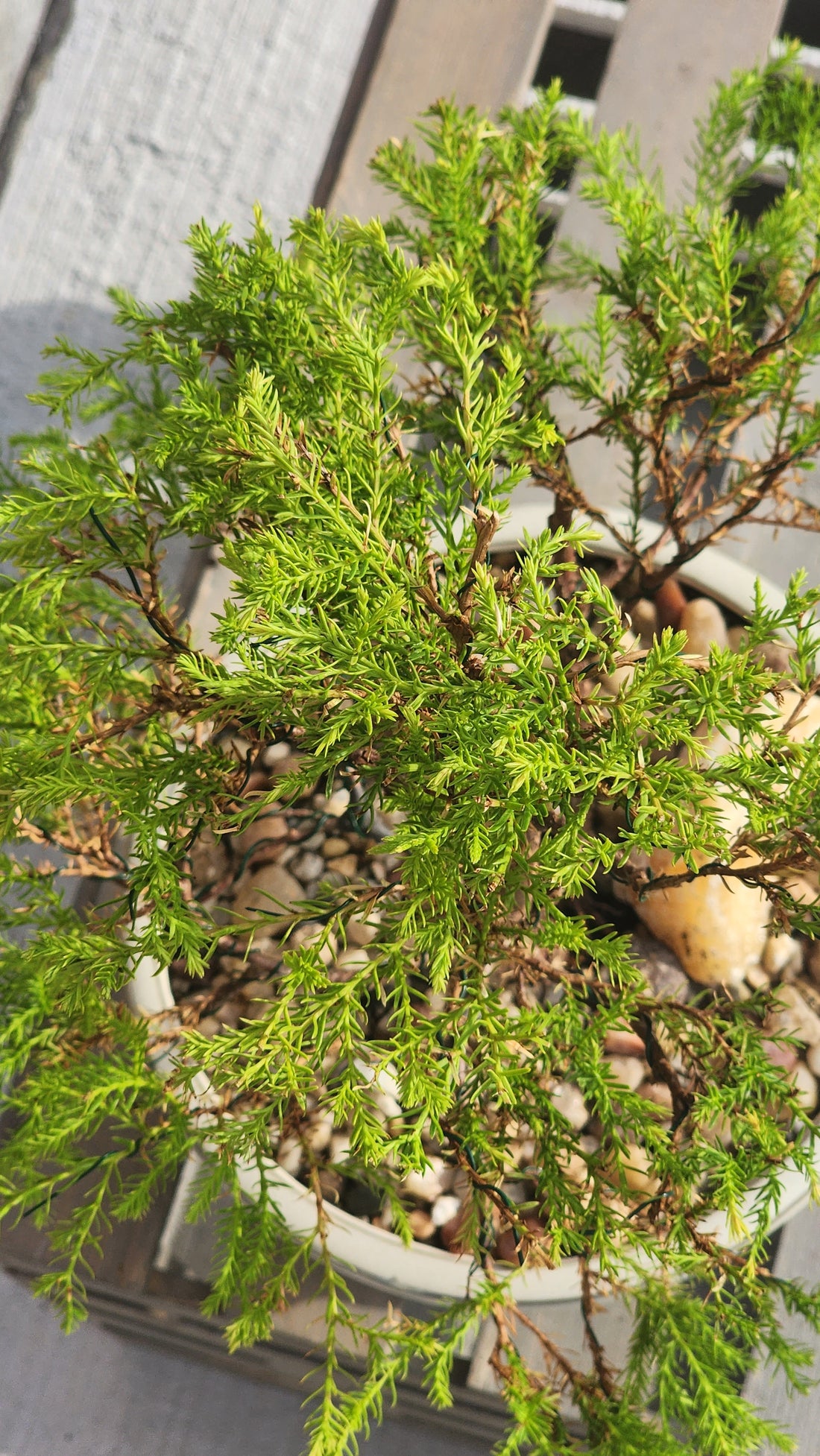 Fire Chief Cedar (Thuja Occidentalis 'Congabe')