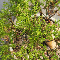 Fire Chief Cedar (Thuja Occidentalis 'Congabe')