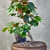 Variegated Sea Hibiscus