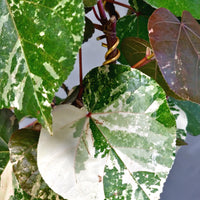 Variegated sea Hibisucs leaf Bonsai