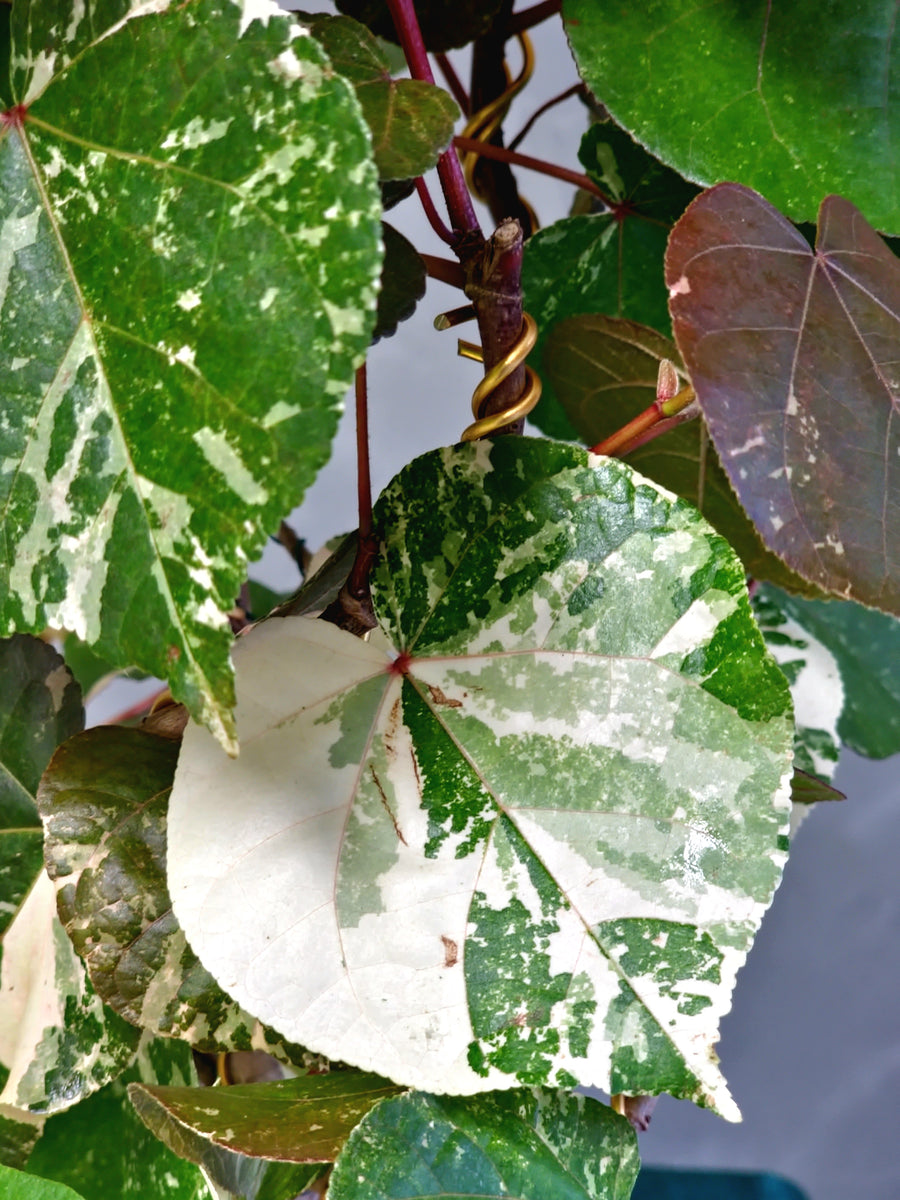 Variegated sea Hibisucs leaf Bonsai