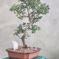 Styled Bonsai, Bonsai, Potted Bonsai, Chinese Elm, Chinese Elm Bonsai, Potted Elm, Styled Chinese Elm, Styled Elm, Unglazed Pot