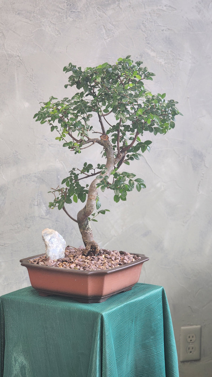 Styled Bonsai, Bonsai, Potted Bonsai, Chinese Elm, Chinese Elm Bonsai, Potted Elm, Styled Chinese Elm, Styled Elm, Unglazed Pot