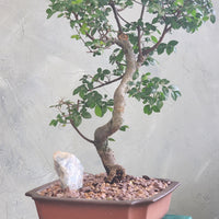 Styled Bonsai, Bonsai, Potted Bonsai, Chinese Elm, Chinese Elm Bonsai, Potted Elm, Styled Chinese Elm, Styled Elm, Unglazed Pot