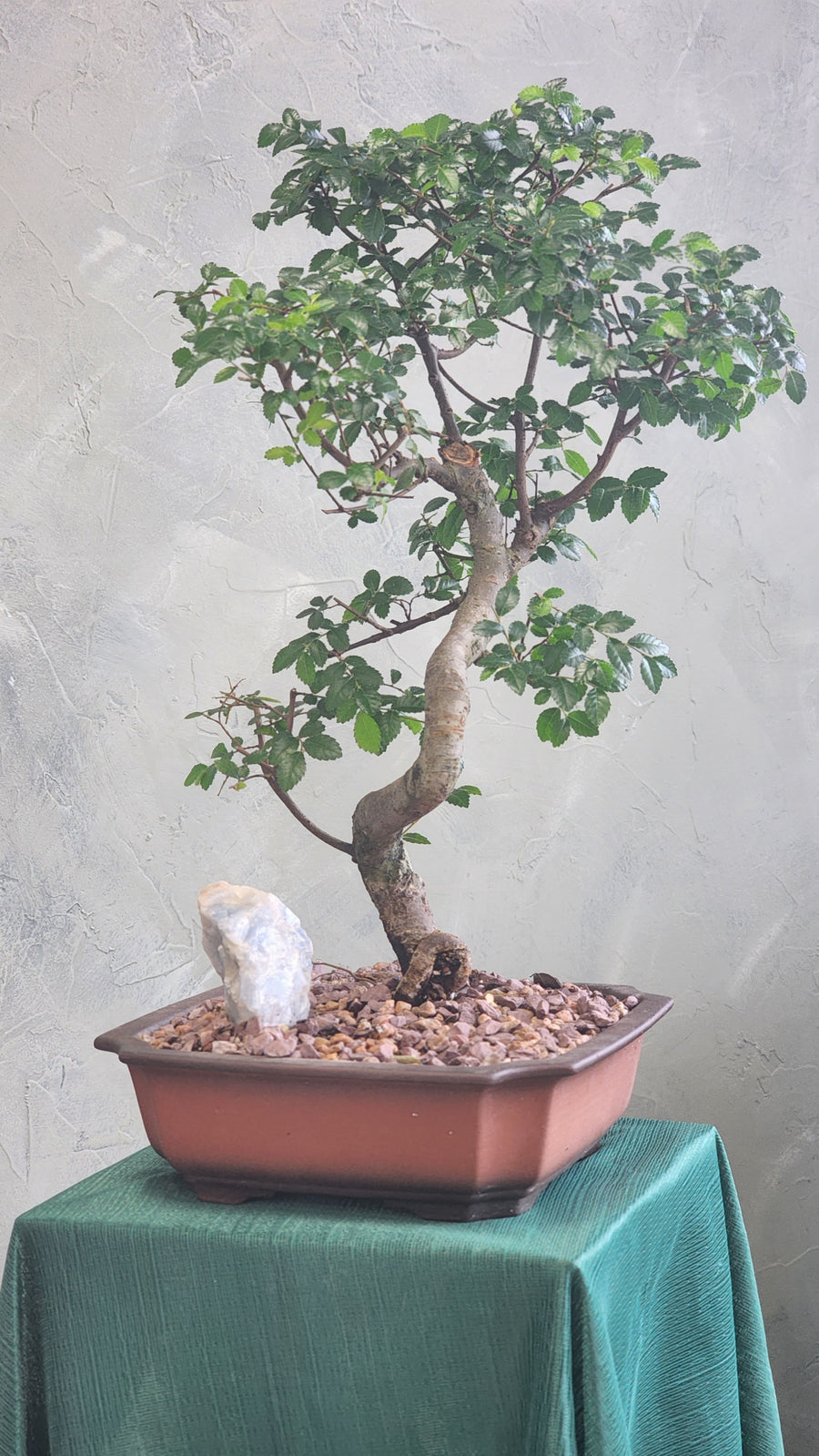 Styled Bonsai, Bonsai, Potted Bonsai, Chinese Elm, Chinese Elm Bonsai, Potted Elm, Styled Chinese Elm, Styled Elm, Unglazed Pot