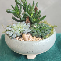 Three succulents in fancy pot
