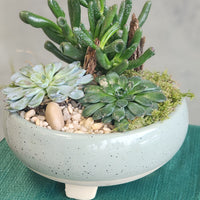 Three succulents in fancy pot