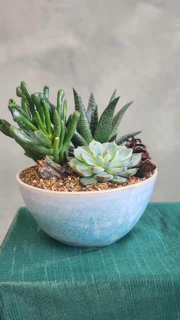 Three succulents in fancy pot