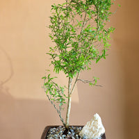 Pomegranate Bonsai, Pomegranate, Potted Pomegranate, Styled Bonsai, Flowering Bonsai, Red Flower