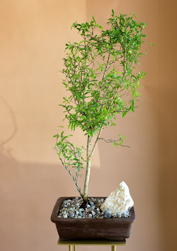 Pomegranate Bonsai, Pomegranate, Potted Pomegranate, Styled Bonsai, Flowering Bonsai, Red Flower