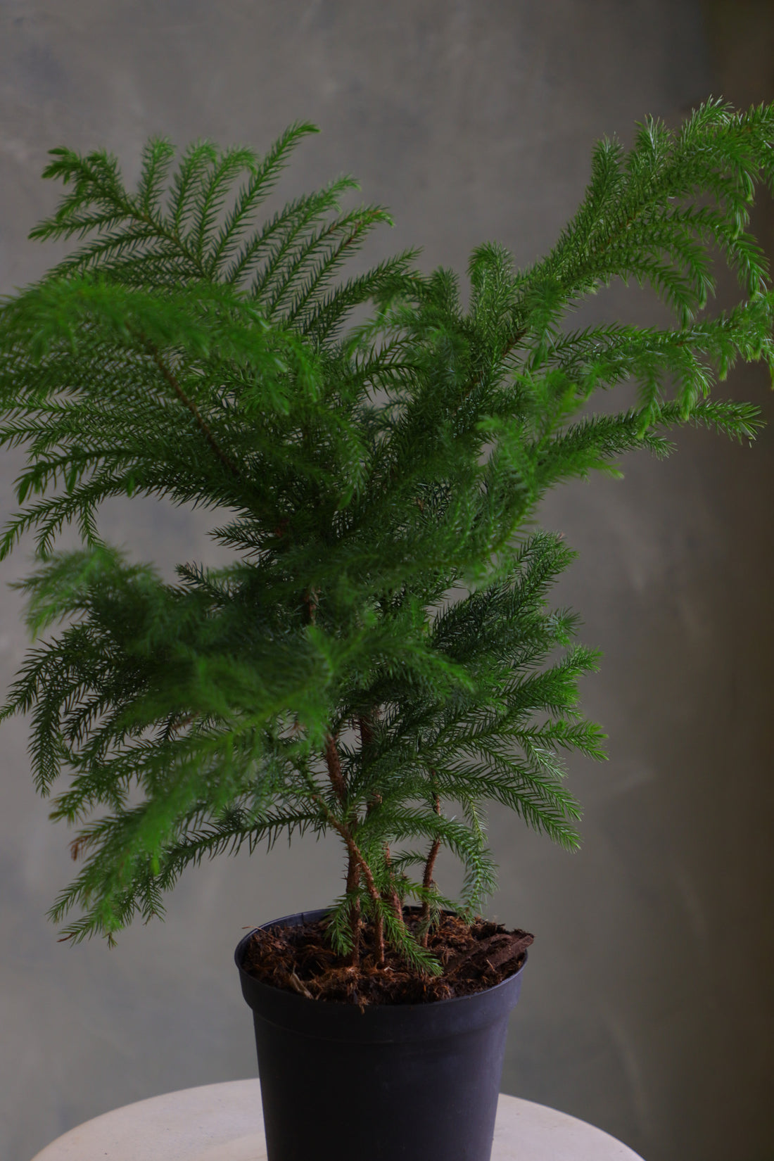 Norfolk Pine houseplant with soft feathery branches in a black plastic pot, displayed on a round light-colored stool against a neutral background.