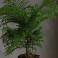 Norfolk Pine houseplant with soft feathery branches in a black plastic pot, displayed on a round light-colored stool against a neutral background.