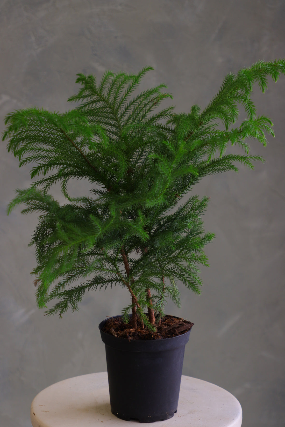 Norfolk Pine houseplant with soft feathery branches in a black plastic pot, displayed on a round light-colored stool against a neutral background.