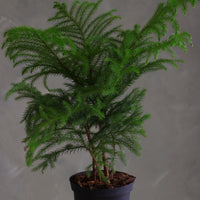 Norfolk Pine houseplant with soft feathery branches in a black plastic pot, displayed on a round light-colored stool against a neutral background.