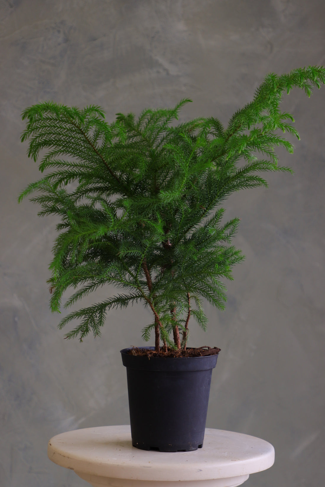 Norfolk Pine houseplant with soft feathery branches in a black plastic pot, displayed on a round light-colored stool against a neutral background.