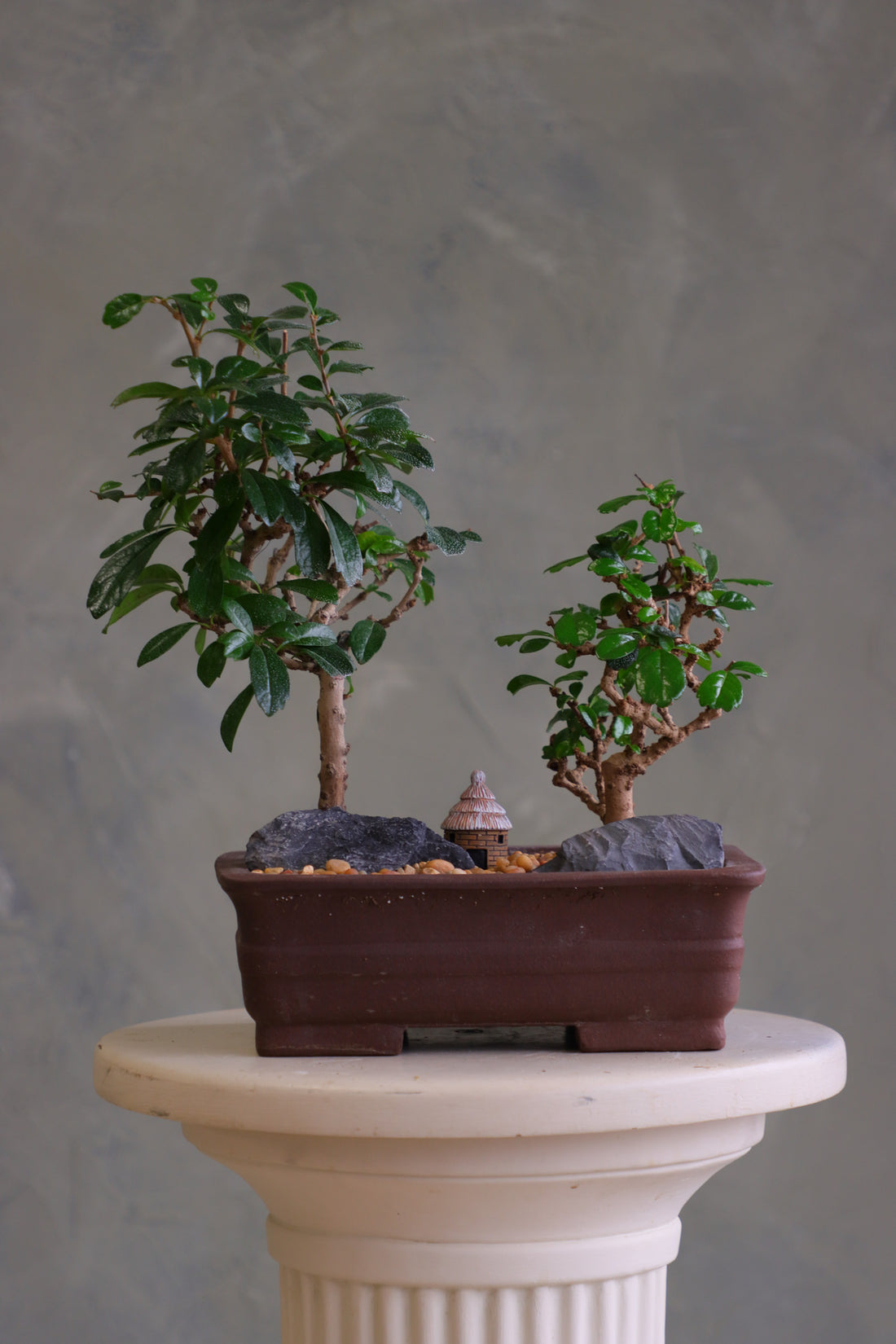 Mini Zen Grove bonsai arrangement with two Fukien Tea trees, dark rocks, warm pebbles, and a small hut in a brown rectangular pot on a pedestal.