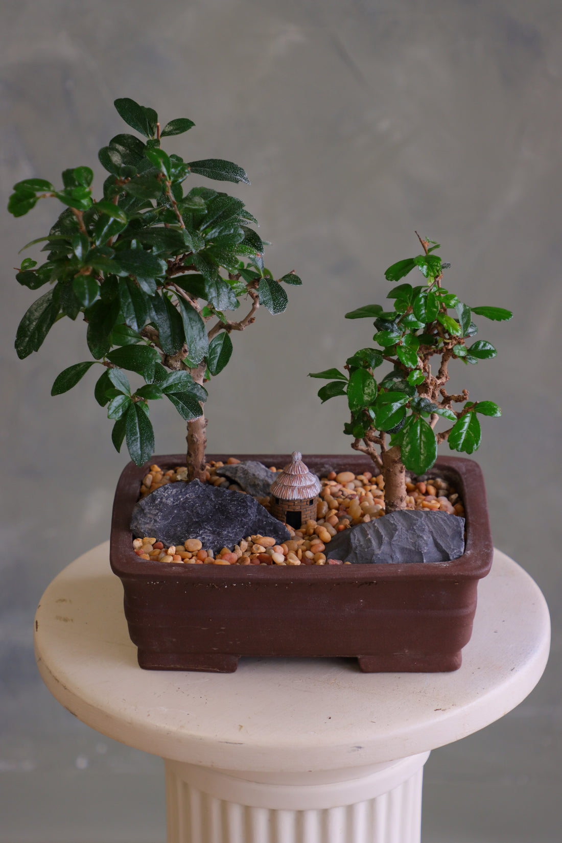 Mini Zen Grove bonsai arrangement with two Fukien Tea trees, dark rocks, warm pebbles, and a small hut in a brown rectangular pot on a pedestal.