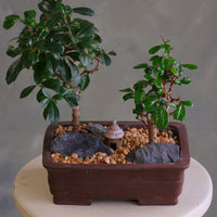 Mini Zen Grove bonsai arrangement with two Fukien Tea trees, dark rocks, warm pebbles, and a small hut in a brown rectangular pot on a pedestal.