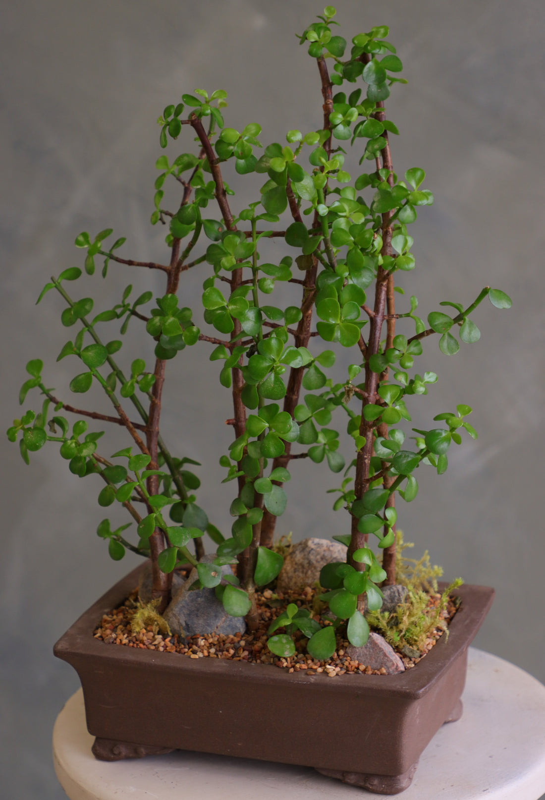 Lush jade bonsai tree arrangement in a decorative planter with moss and stones, available for delivery in Ottawa