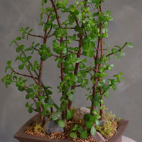 Lush jade bonsai tree arrangement in a decorative planter with moss and stones, available for delivery in Ottawa