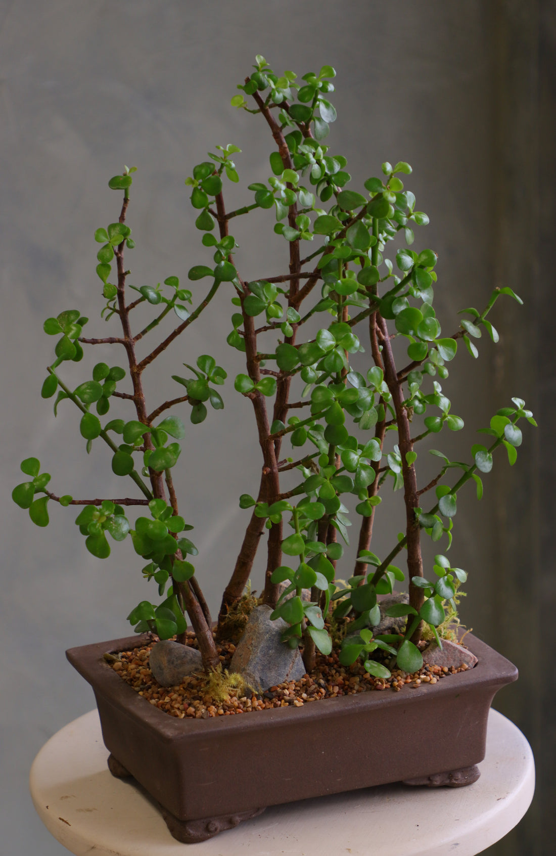 Lush jade bonsai tree arrangement in a decorative planter with moss and stones, available for delivery in Ottawa