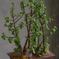 Lush jade bonsai tree arrangement in a decorative planter with moss and stones, available for delivery in Ottawa