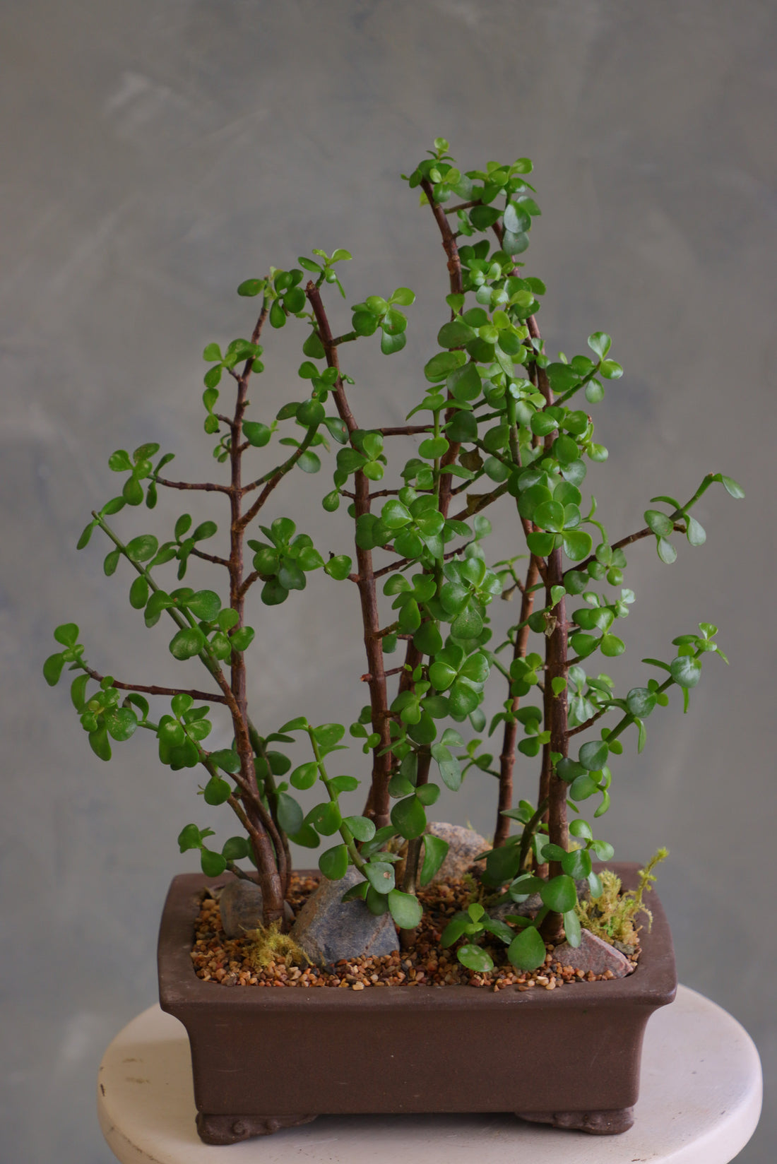 Jade Canopy
