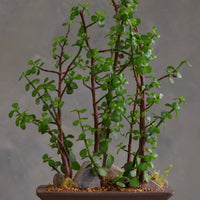 Lush jade bonsai tree arrangement in a decorative planter with moss and stones, available for delivery in Ottawa