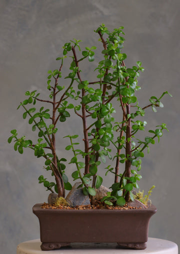 Lush jade bonsai tree arrangement in a decorative planter with moss and stones, available for delivery in Ottawa