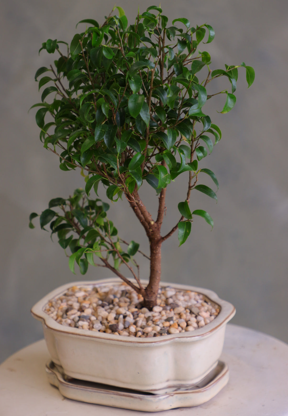 Ficus bonsai tree with a full green canopy in a cream ceramic pot topped with pebbles, displayed on a light round table against a soft neutral background.