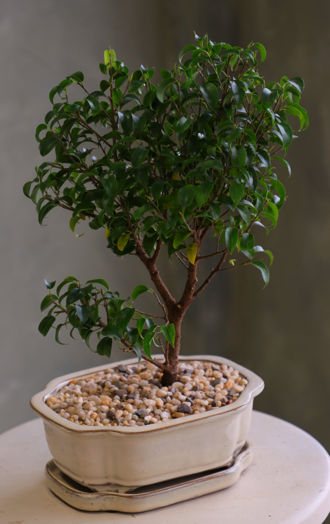 Ficus bonsai tree with a full green canopy in a cream ceramic pot topped with pebbles, displayed on a light round table against a soft neutral background.