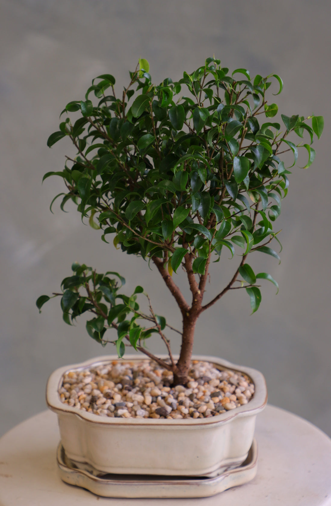 Ficus bonsai tree with a full green canopy in a cream ceramic pot topped with pebbles, displayed on a light round table against a soft neutral background.