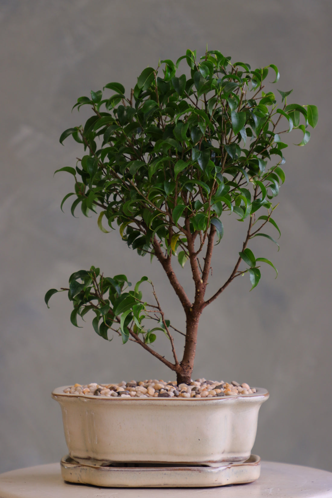 Ficus bonsai tree with a full green canopy in a cream ceramic pot topped with pebbles, displayed on a light round table against a soft neutral background.