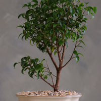 Ficus bonsai tree with a full green canopy in a cream ceramic pot topped with pebbles, displayed on a light round table against a soft neutral background.