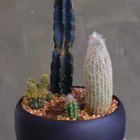 Round matte charcoal pot filled with a modern cactus arrangement, featuring one tall dark column cactus, a tall fuzzy cactus, and several smaller cacti set in decorative pebbles.