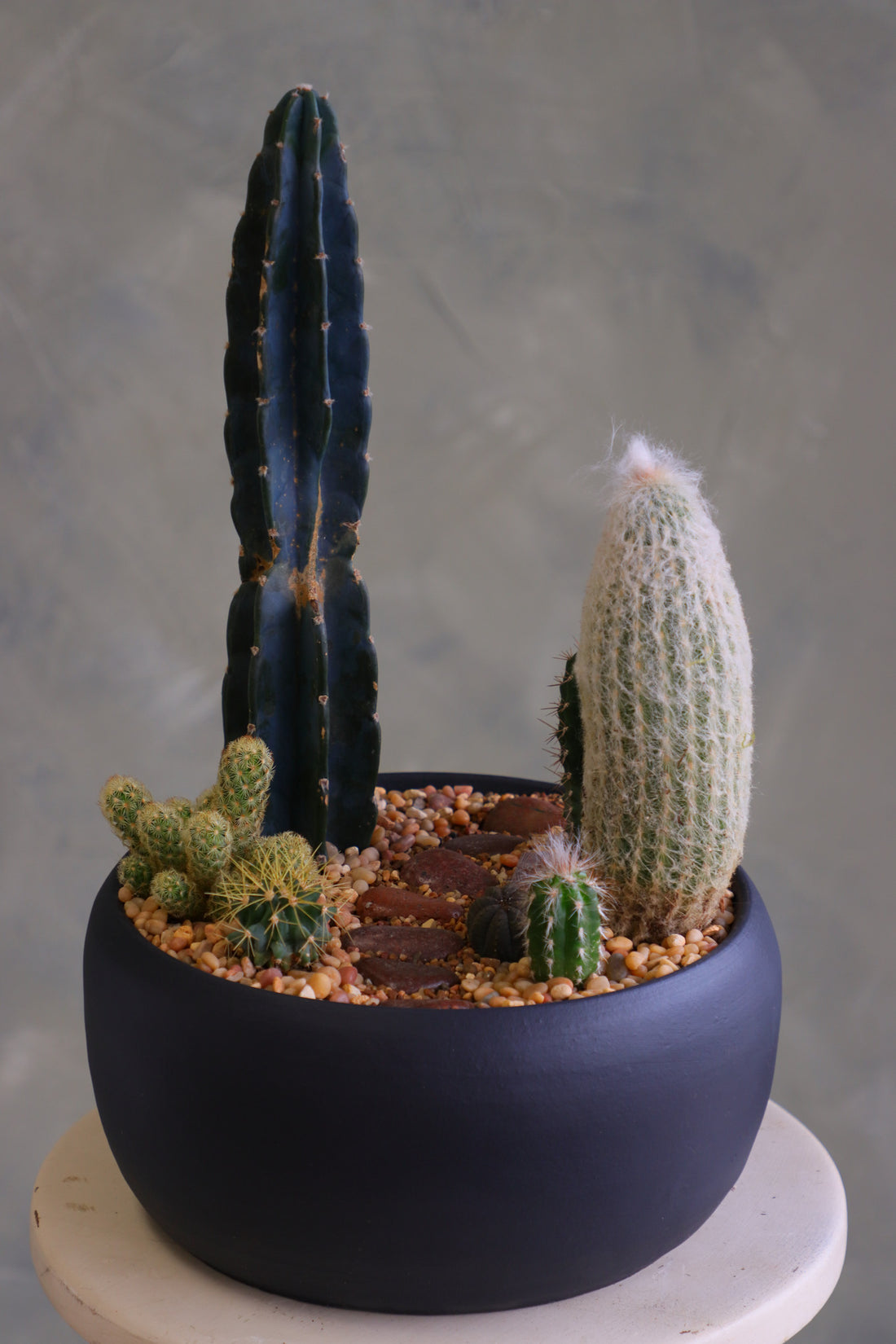 Round matte charcoal pot filled with a modern cactus arrangement, featuring one tall dark column cactus, a tall fuzzy cactus, and several smaller cacti set in decorative pebbles.