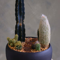 Round matte charcoal pot filled with a modern cactus arrangement, featuring one tall dark column cactus, a tall fuzzy cactus, and several smaller cacti set in decorative pebbles.