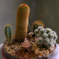 Glass cloche terrarium with mixed cacti, pebbles, layered sand base, and a tiny clay hut, styled as a miniature desert village on a round pedestal.