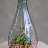 Teardrop glass terrarium with front opening, layered sand, pebbles, and several small cacti arranged as a miniature desert garden.