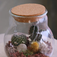 Round glass jar cactus terrarium with cork lid, layered sand, rocks, and several small cacti arranged as a miniature desert scene.