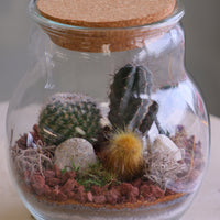 Round glass jar cactus terrarium with cork lid, layered sand, rocks, and several small cacti arranged as a miniature desert scene.