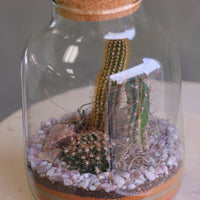 Tall glass jar cactus terrarium with cork lid, layered sand, pebbles, rocks, and mixed cacti styled as a vertical desert garden.