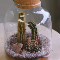 Tall glass jar cactus terrarium with cork lid, layered sand, pebbles, rocks, and mixed cacti styled as a vertical desert garden.